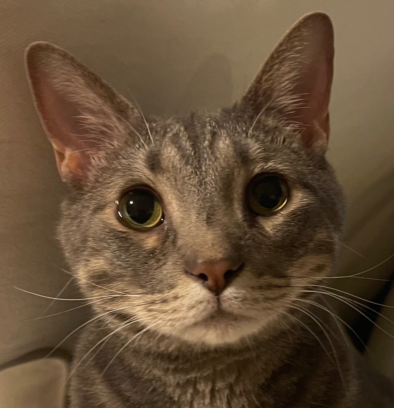 catzlog