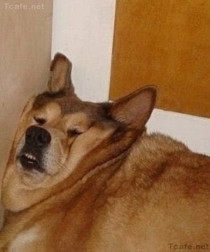 알카드
