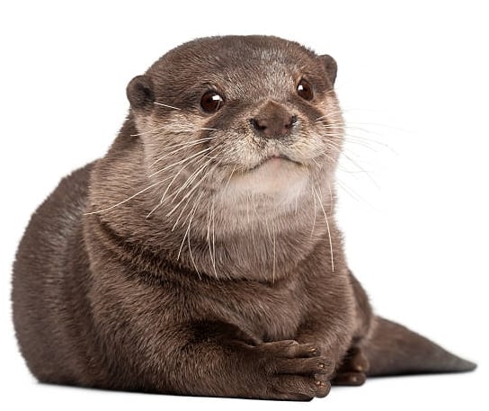 PeterOtter
