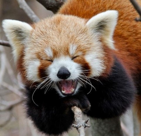 레서판다