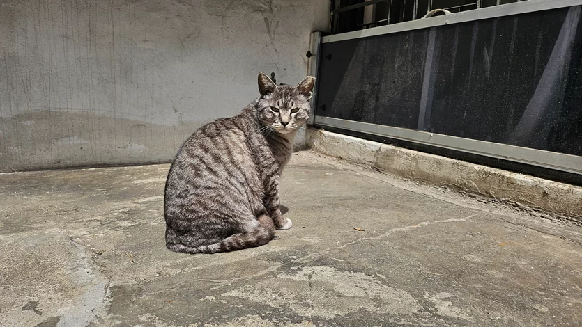 게시글 이미지