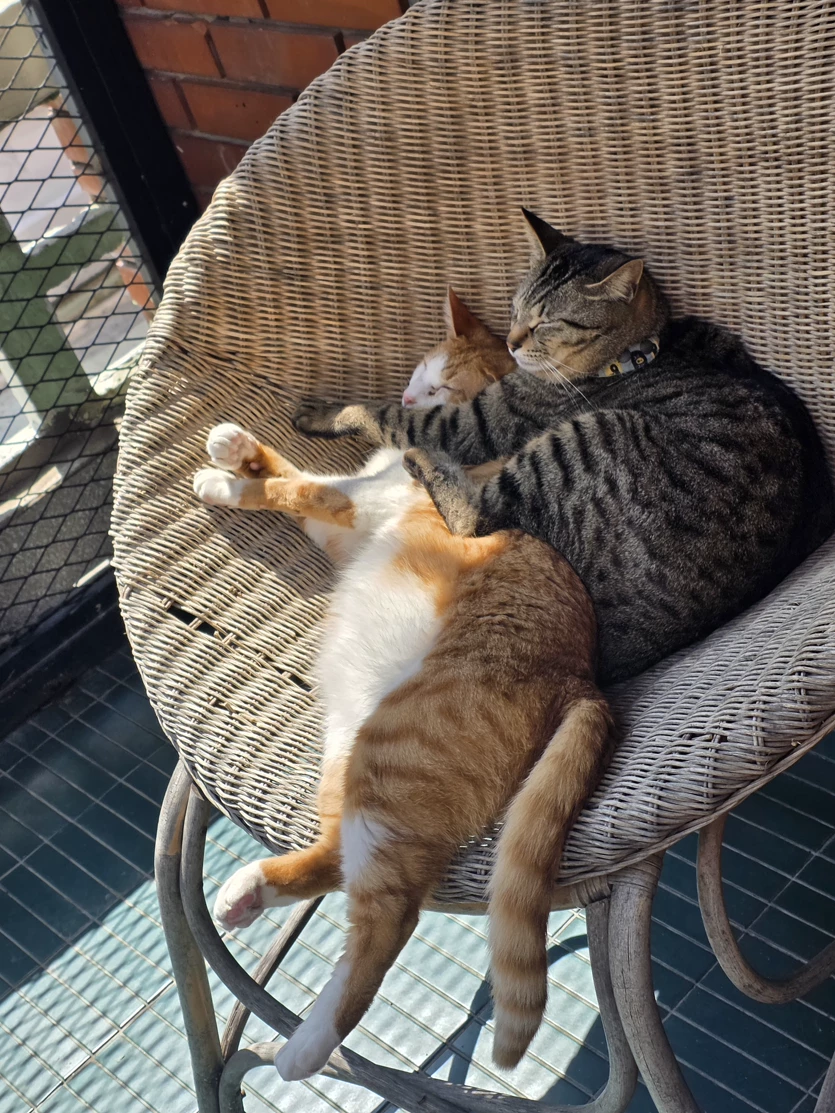 게시글 이미지