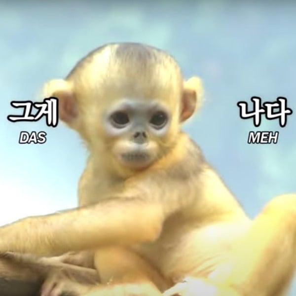 옐로우몽키