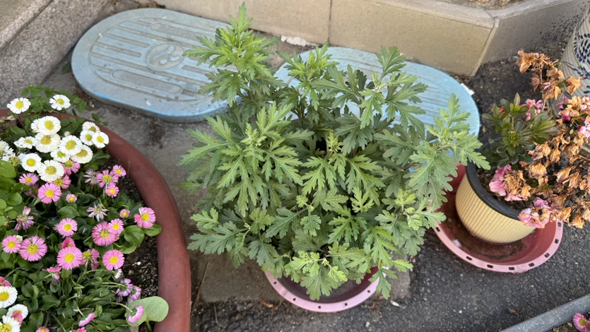 게시글 이미지