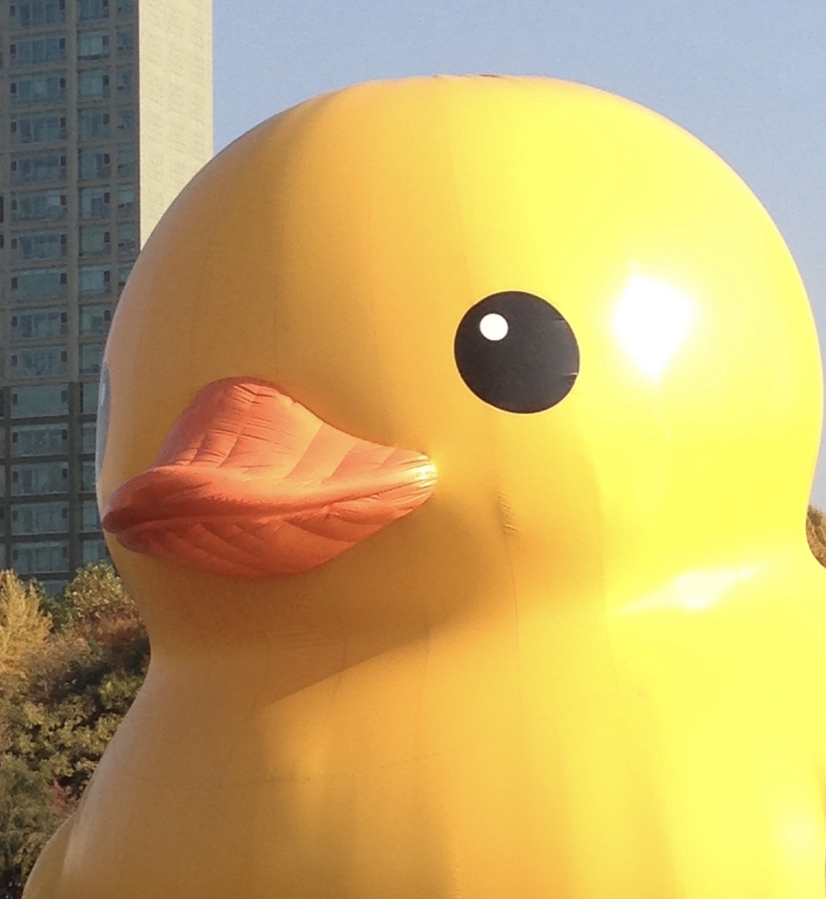 러버덕