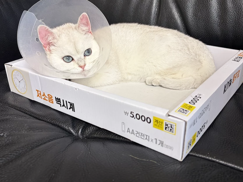 게시글 이미지