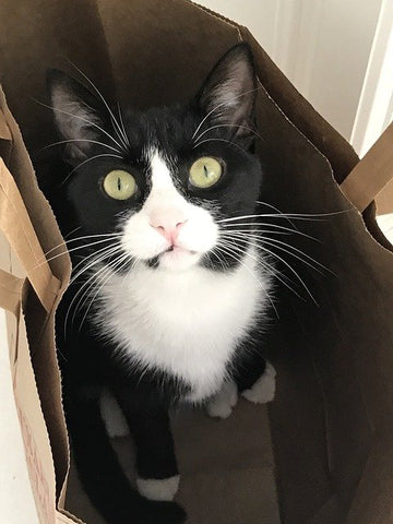 나옹이