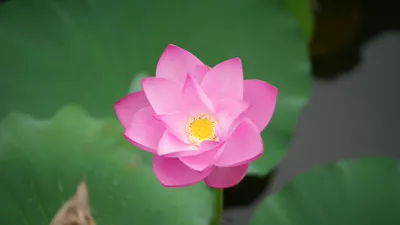 연꽃