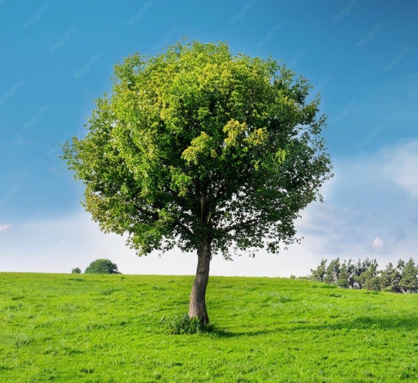 lifetree
