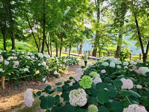 수국 길
