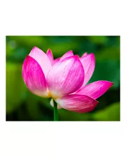 궁남지 연화(蓮花)