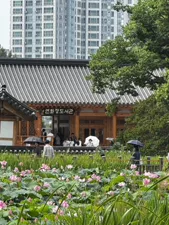 전주 덕진공원 연꽃시즌