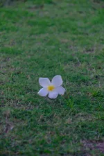 꽃.