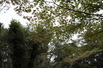 제주 천년 숲 비자림