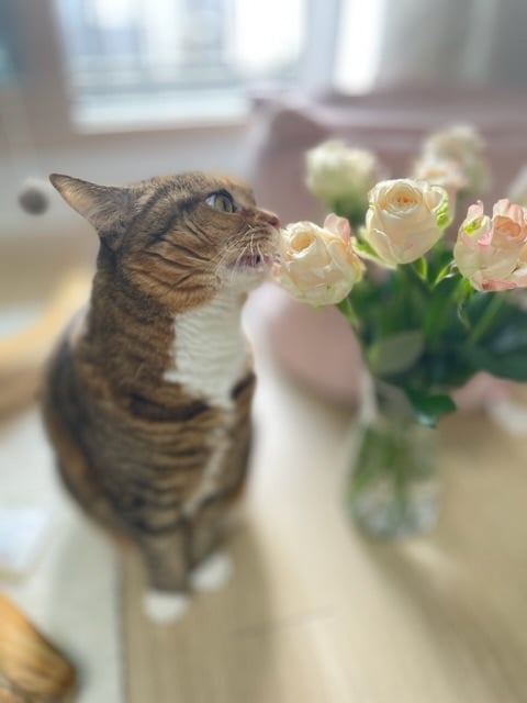 게시글 이미지