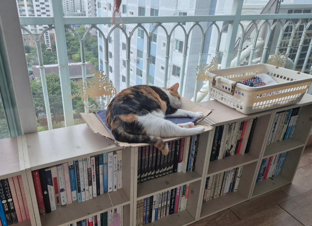 게시글 이미지