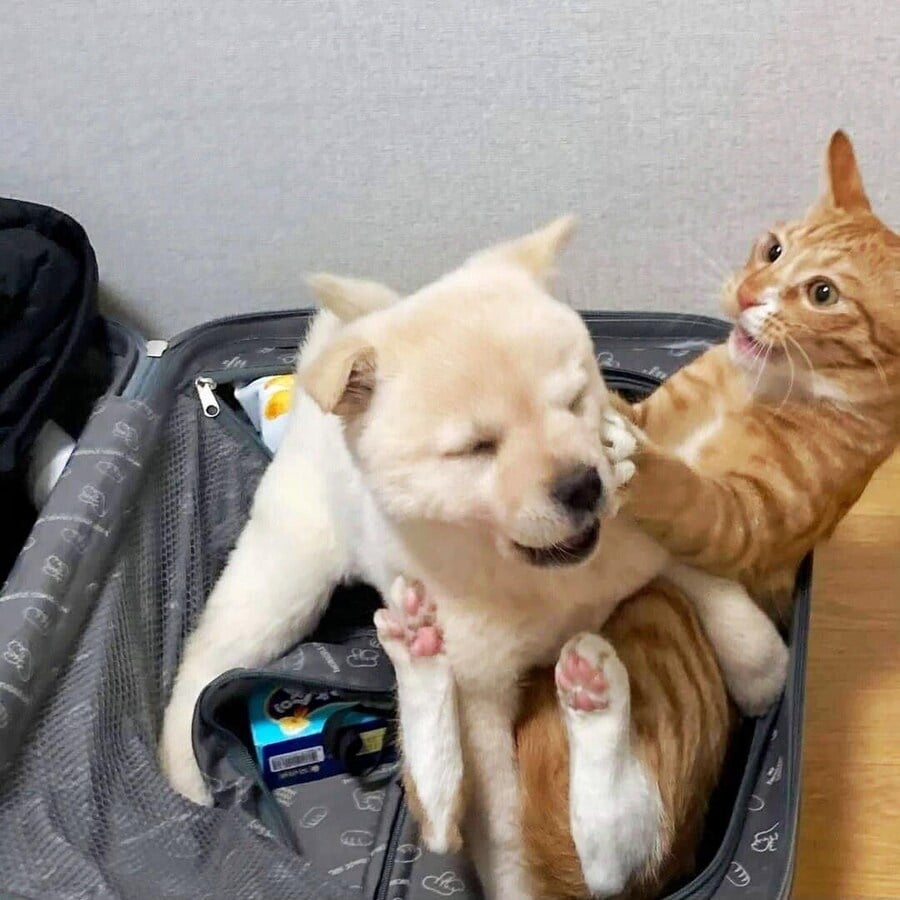 게시글 이미지