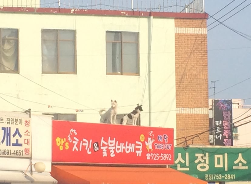 게시글 이미지