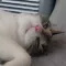 이노군