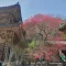 도토리뚜껑