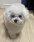 복슬복실