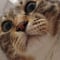 진구