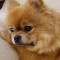jdspitz