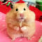 GoldenHamster
