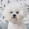 하숑숑