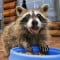 raccoon