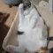 고질라