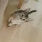 시노다