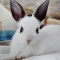 Rabbitbunny8802