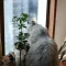 CiaotheCat