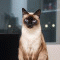 Blucat