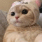 오레오감자칩