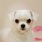세이드