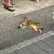 미야아옹
