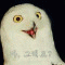새의노래