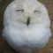 whoami