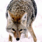 coyotek