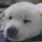 Toomba