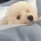 동동파파