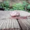그머시라꼬