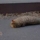 슈퍼콘트라