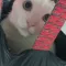 겨울의고양이
