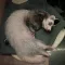 까망괭이