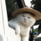 삼색고양이