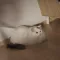 므냐넌