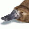 platypus